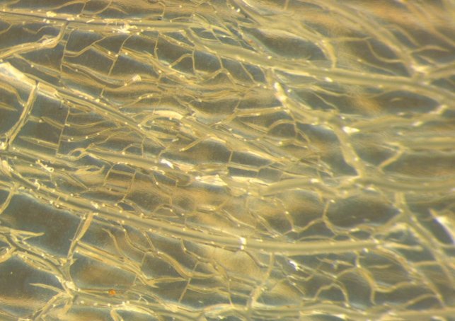 Imagen de Morfología